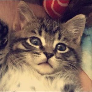 Meet your Posher, Lacey